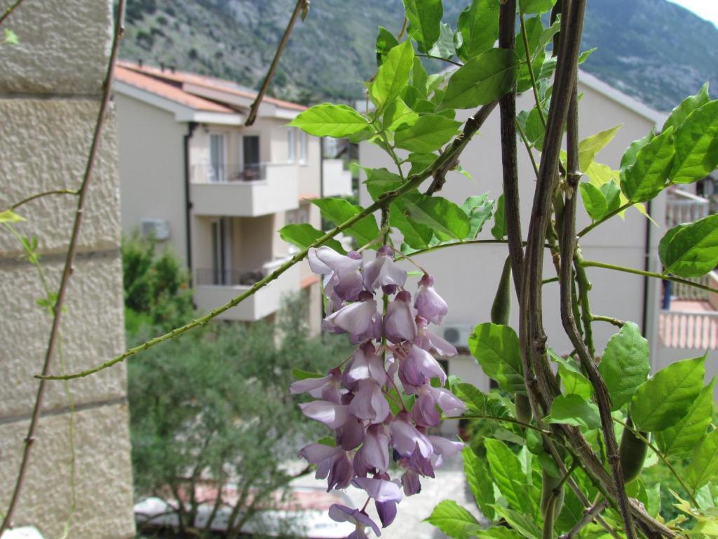 Apartmani Kovacevic โกตอร์ ห้อง รูปภาพ